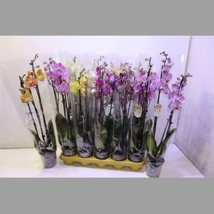 Phal Gem