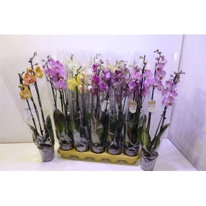 Phal Gem