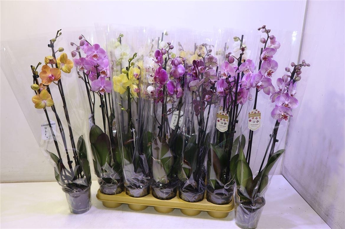 <h4>Phal Gem</h4>
