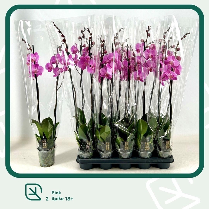 <h4>PHAL OV ROZE</h4>