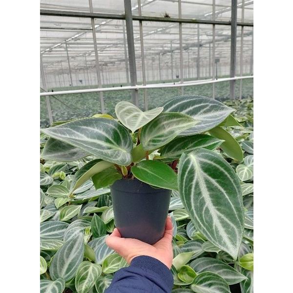 <h4>Peperomia Sarcophylla 15cm XL</h4>