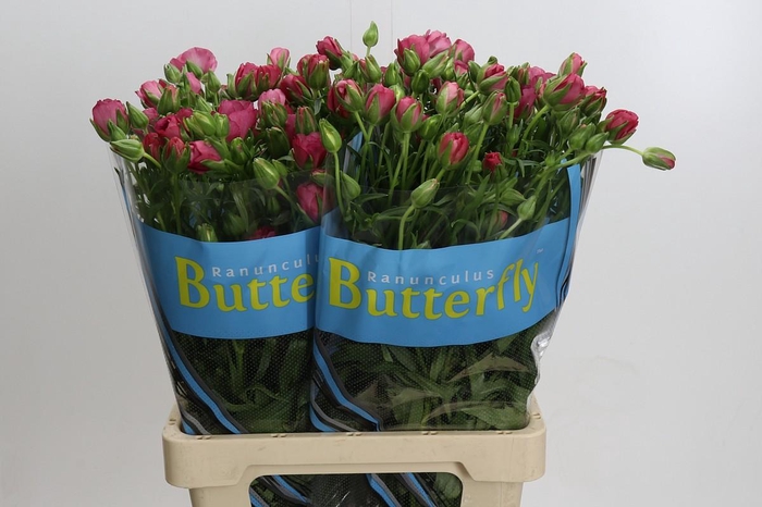 <h4>Ranunculus Butterfly Lycia</h4>
