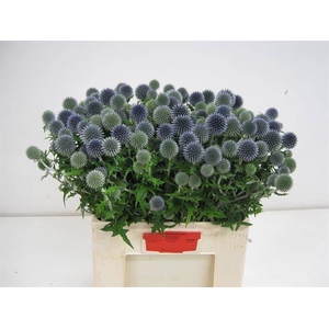 ECHIN BA BLUE GLOBE KOGEL DISTEL