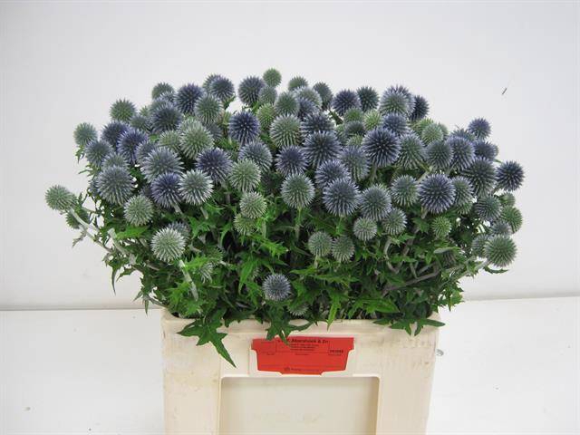 <h4>ECHIN BA BLUE GLOBE KOGEL DISTEL</h4>