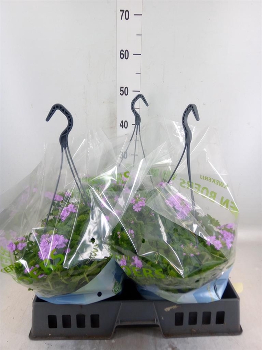 <h4>Verbena   ...</h4>