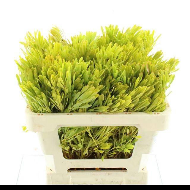 <h4>LEUCAD PLATYSPERMUM</h4>