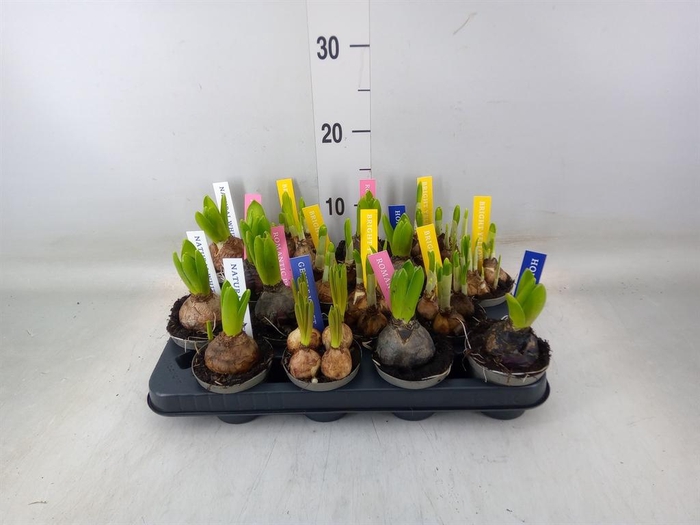 <h4>Bolbloemen   ...mix</h4>