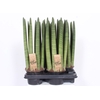 Sansevieria Cylindrica