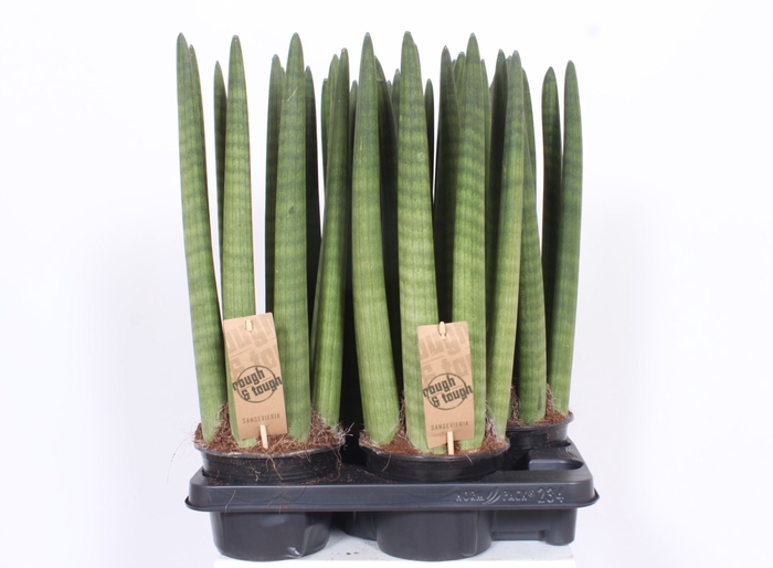 Sansevieria Cylindrica