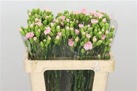 <h4>Di Tr Montana</h4>