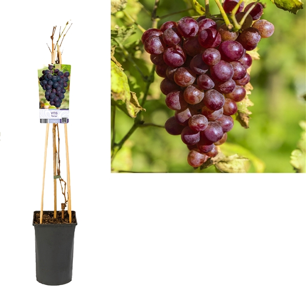 <h4>Vitis 'Heike' +light label</h4>