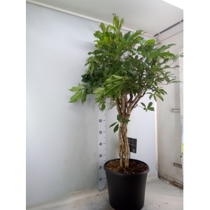 Schefflera arbor. 'Compacta'