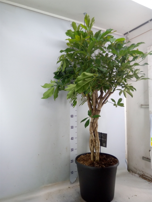 <h4>Schefflera arbor. 'Compacta'</h4>