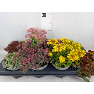 Sedum   ...