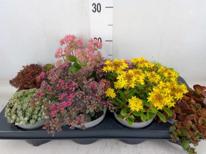 <h4>Sedum   ...</h4>