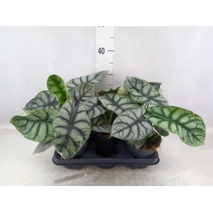 Alocasia   ...