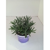 Lavandula angustifolia Hidcote