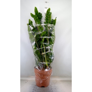 Zamioculcas zamiifolia