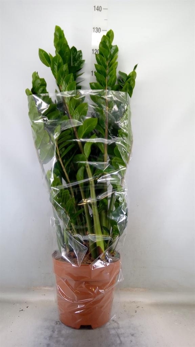 <h4>Zamioculcas zamiifolia</h4>