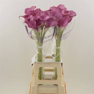 Calla Fantasia | Heavy Quality