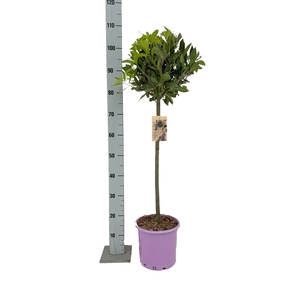 LAU NOBILIS