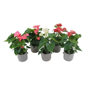 Anthurium Flamingomix 12cm in beton pot