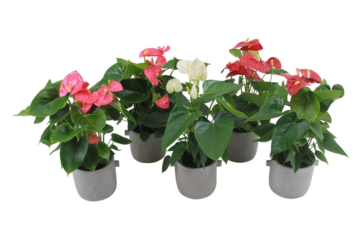 <h4>Anthurium Flamingomix 12cm in beton pot</h4>