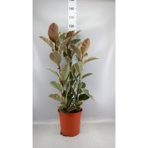 Ficus elastica 'Tineke'