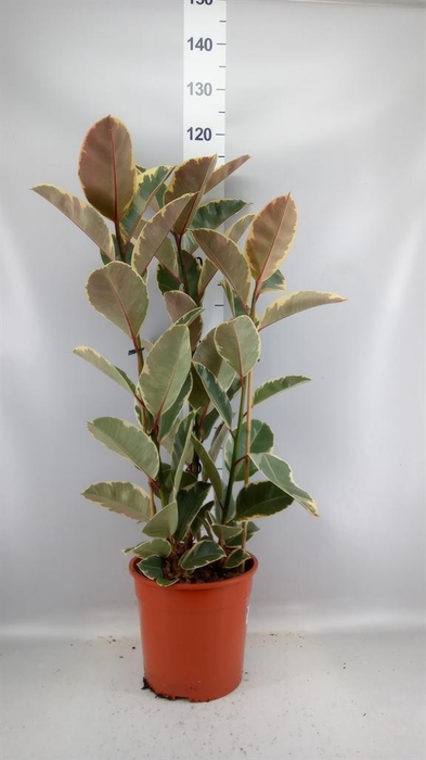 <h4>Ficus elastica 'Tineke'</h4>