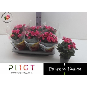 BEG HL ADONIA PINK