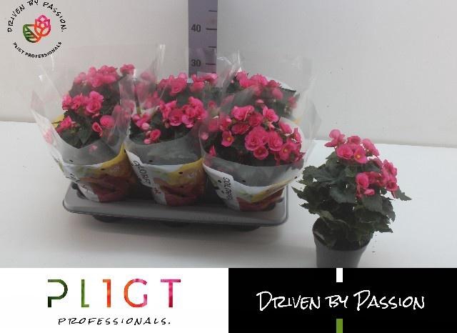<h4>BEG HL ADONIA PINK</h4>