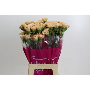 DIANTHUS ST LEGE MARRONE*