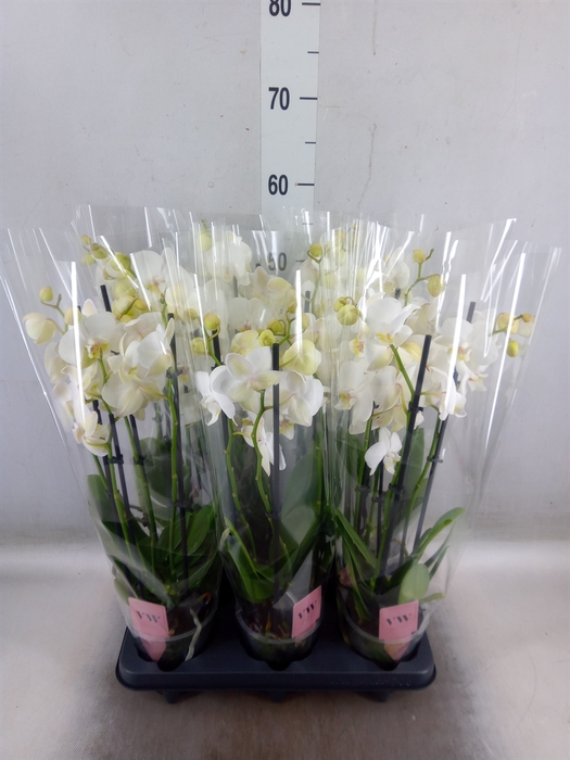 <h4>Phalaenopsis  'Ant Inverness'</h4>