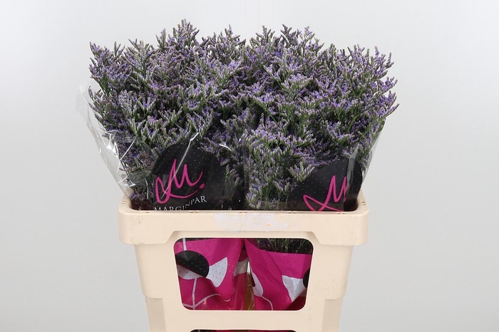 <h4>Lim Ov Skylight</h4>