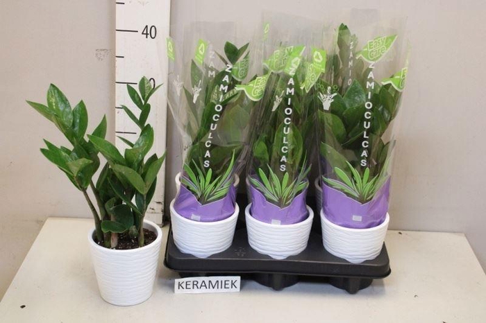 <h4>ZAMIO ZAMIIFOLIA</h4>