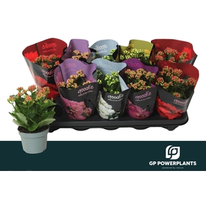 KAL GE PERF GEM 5 KL