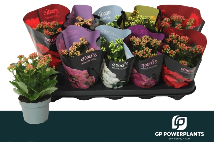 <h4>KAL GE PERF GEM 5 KL</h4>