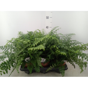 Asplenium  'Parvati'