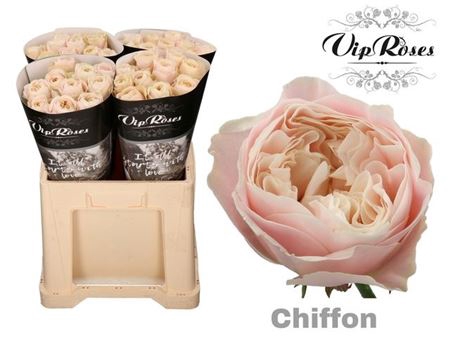 <h4>R Gr Chiffon</h4>