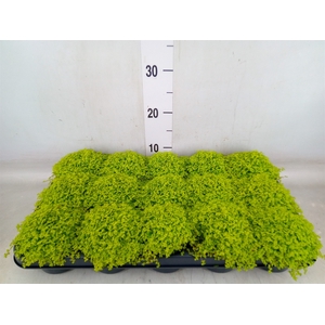 Soleirolia soleirolii 'Aurea'