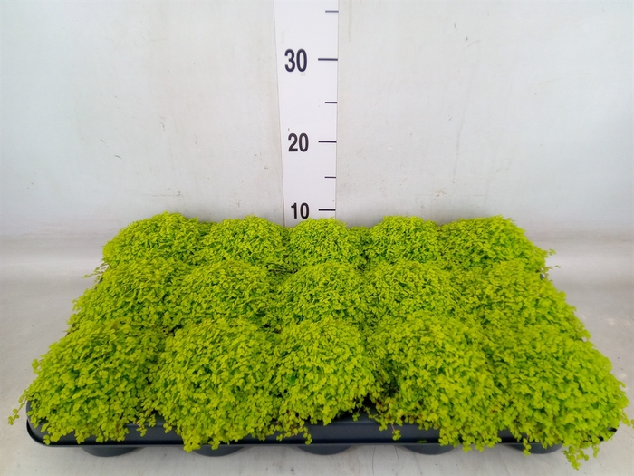 <h4>Soleirolia soleirolii 'Aurea'</h4>