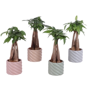 Pachira Braided Ø09cm in Ø11cm Ceramic SE661