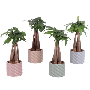 Pachira Braided Ø09cm in Ø11cm Ceramic SE661