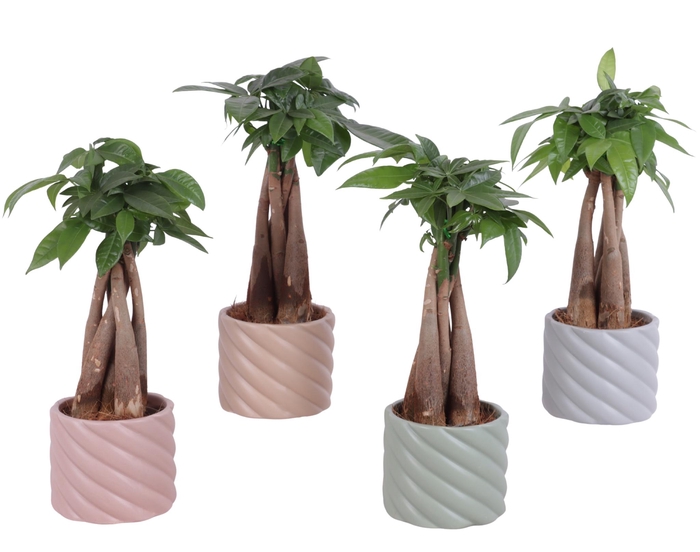 <h4>Pachira Braided Ø09cm in Ø11cm Ceramic SE661</h4>