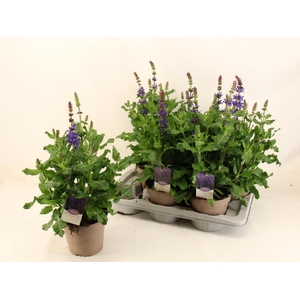 SALVIA NE SE DP BLUE