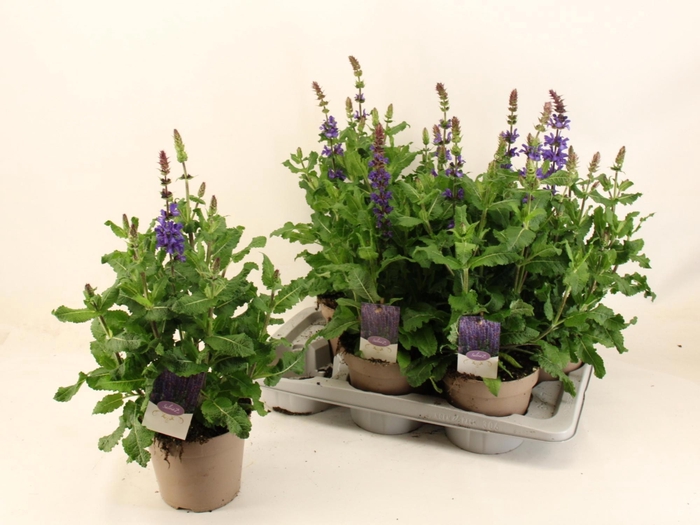 <h4>SALVIA NE SE DP BLUE</h4>