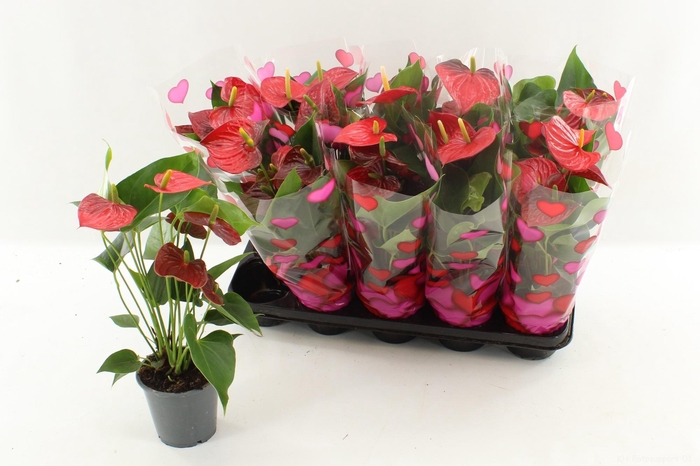 <h4>ANTHU AN ESUDO</h4>