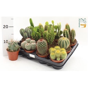Cactus Gem