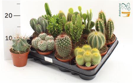 <h4>Cactus Gem</h4>