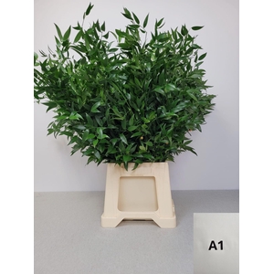 RUSCUS MIDDEL PB